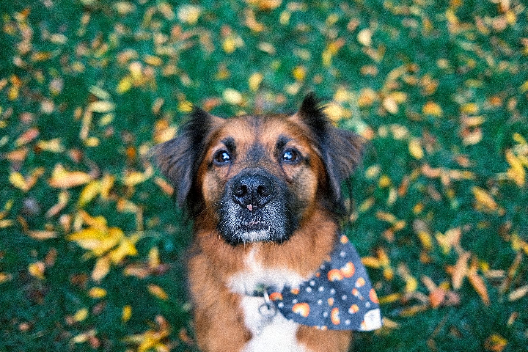 Louis, one of Dan's dogs